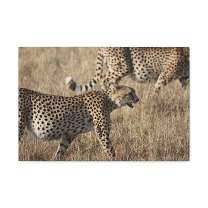 On the prowl.